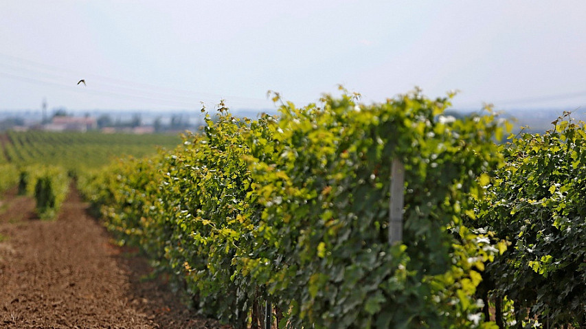 На Кубани площадь виноградопригодных земель увеличилась в 2 раза