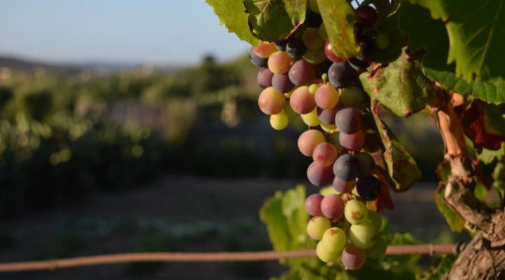 В новом виноградном питомнике под Новороссийском будут выращивать 1 млн саженцев в год