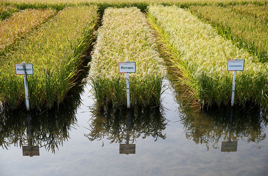 На Кубани в 2021 году от подтоплений пострадало 10,7% площадей риса