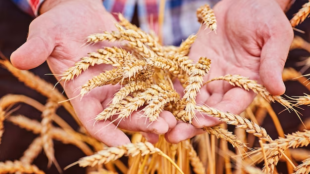 На Кубани за год площадь сева озимой пшеницы увеличилась на 6%