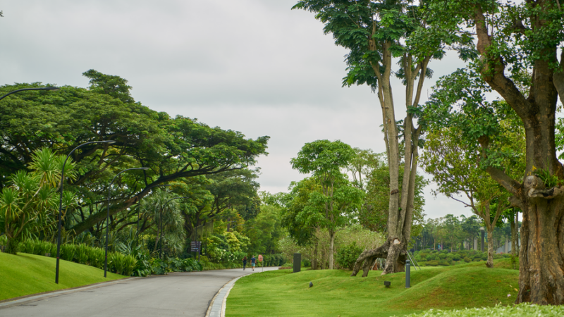 В Сириусе в 2023 году начнут создавать первый субтропический питомник