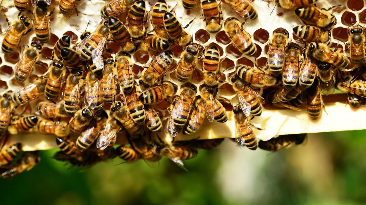 Прокуратура проверит обстоятельства массовой гибели пчел на Кубани