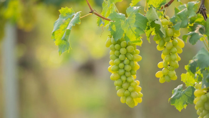 На Кубани в 2022 году собрали рекордный урожай винограда
