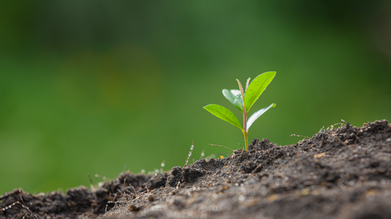 Главгосэкспертиза одобрила проект рекультивации свалки в Прикубанском округе Краснодара