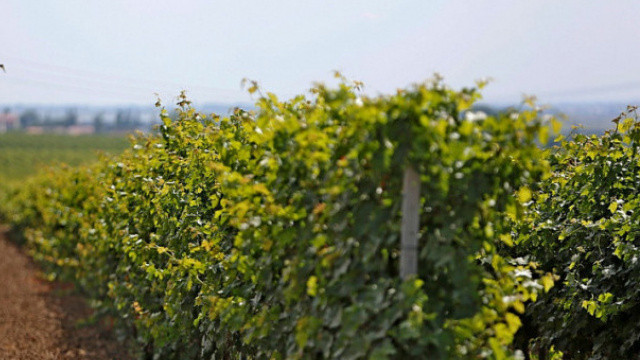 Власти Кубани запретили перевод сельхозземли под жилую застройку