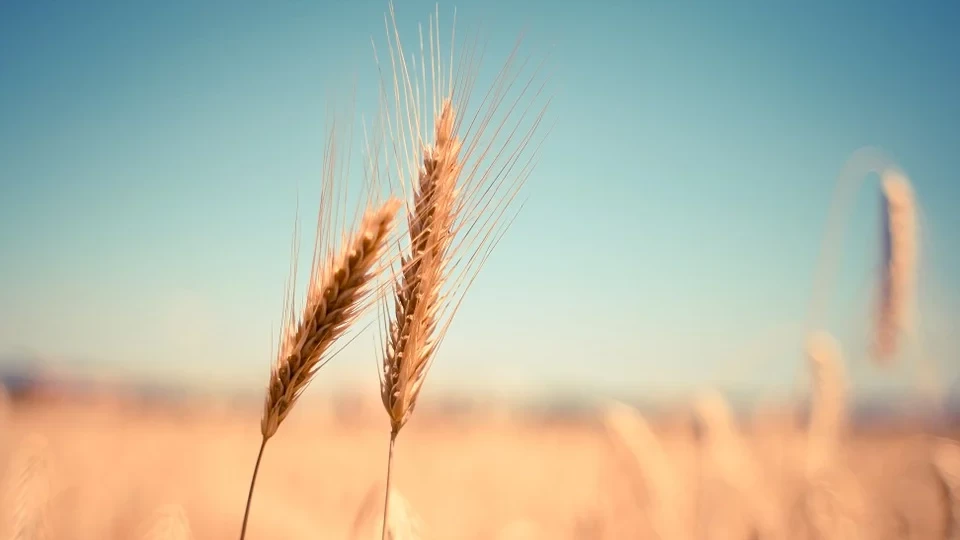 Через пункты пропуска Кубани в I кв. 2021 года экспортировали 7,8 млн тонн зерна