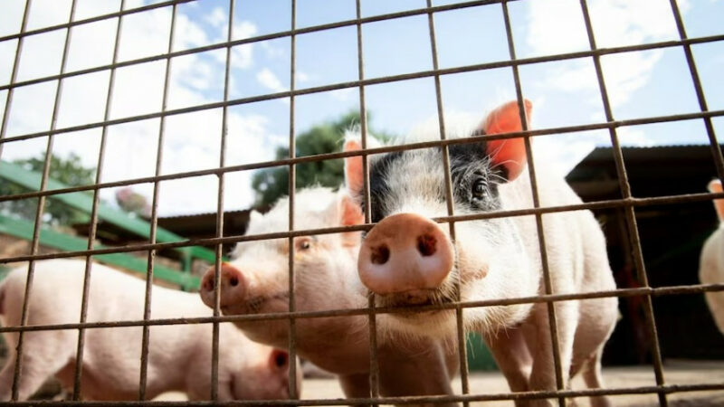 Третий очаг чумы свиней выявили на Кубани