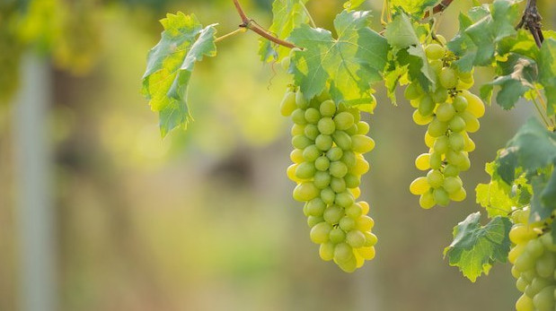 На Кубани в 2023 году поддержку виноградарства увеличили в 1,6 раза