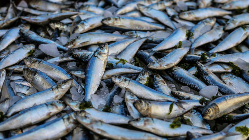 Кубань попала в топ-5 регионов России по объему производства аквакультуры