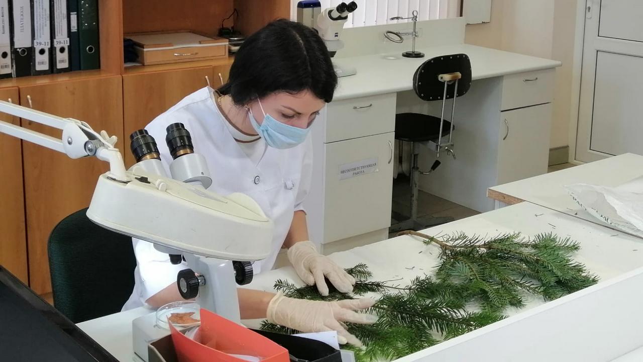 «Краснодарская межобластная ветеринарная лаборатория» рассказала о важности проверки елок