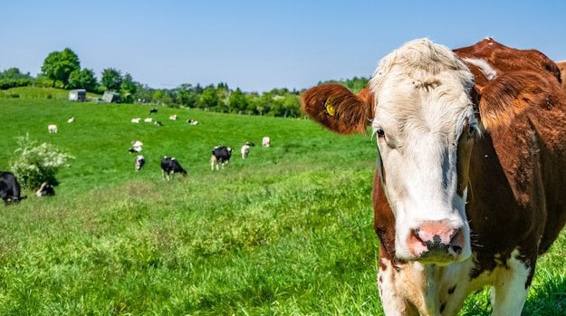 На Кубани в 2023 году экспорт молочной и мясной продукции вырос на 50%