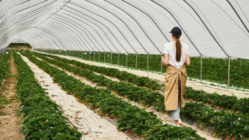 Агроном, начальник колл-центра и курьер: где жители Кубани могут заработать до 300 тыс. рублей