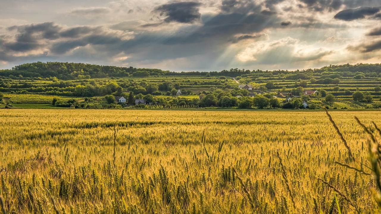 Истина в земле: инвесторы скупают сельхозугодья