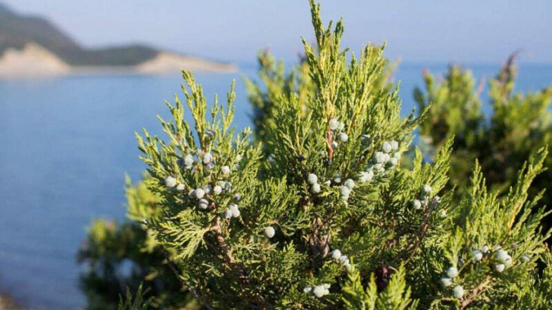 В Анапе увеличили площадь памятника природы «Можжевельник красный»