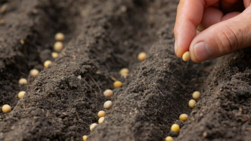 В родную почву: на Юге ускоряется замещение импорта в семеноводстве