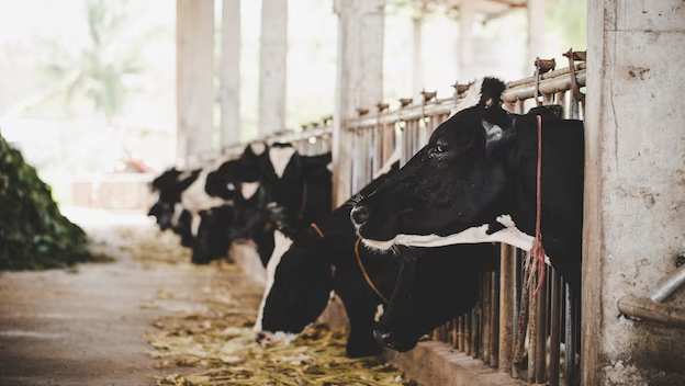 На Кубани в 2022 году объем производства продукции животноводства вырос на 3,4%