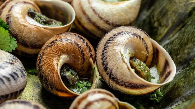 Инвестиции в кластер с улиточной фермой в Анапе составят 800 млн рублей