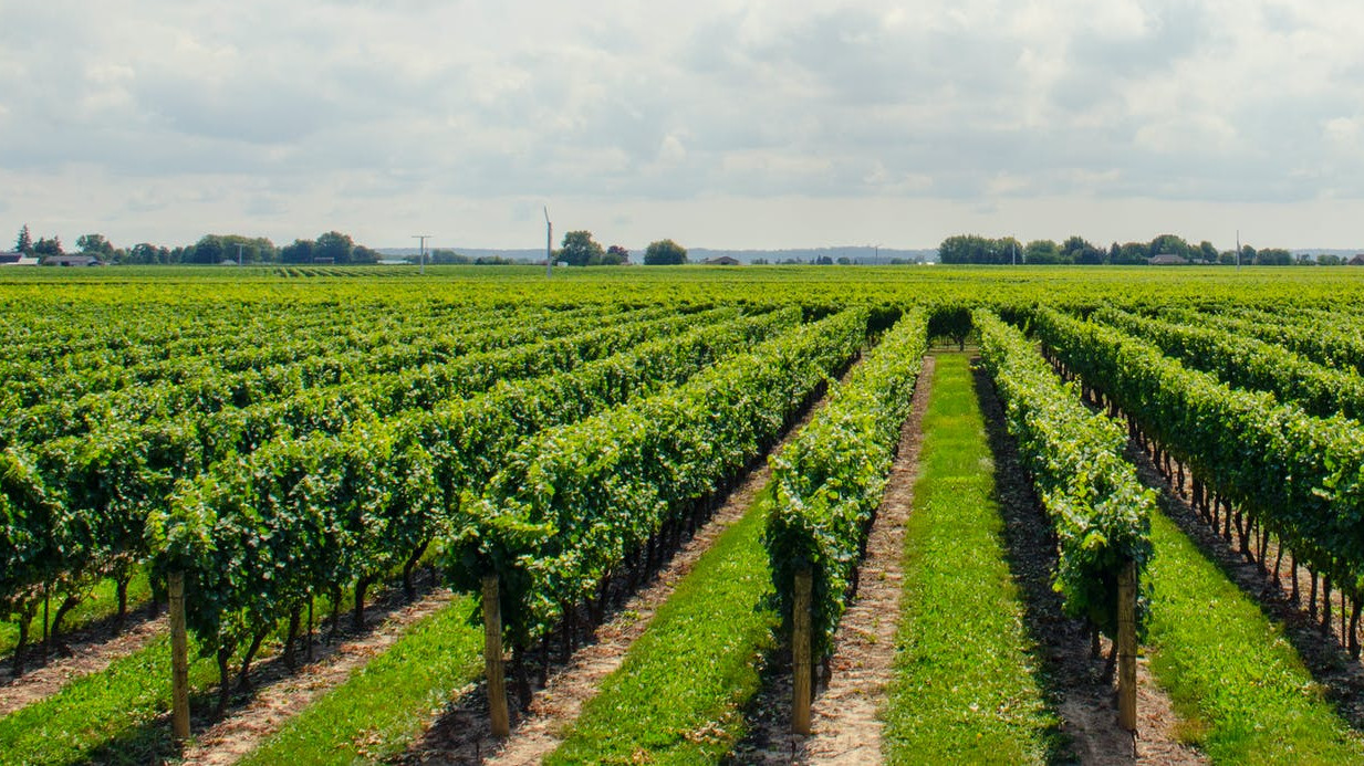 Власти Кубани за 5 лет направили на развитие виноградарства 3,3 млрд рублей