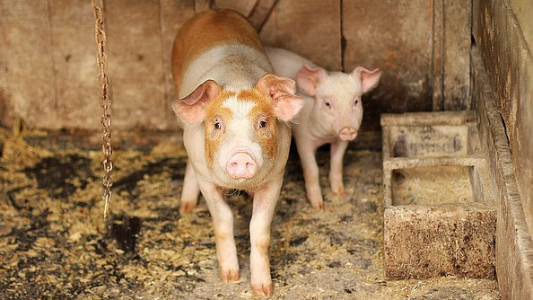 На Кубани к концу 2021 года построят свиноферму за 1,6 млрд рублей