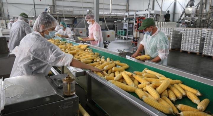 На Кубани эффект от нацпроекта «Производительность труда» оценили в 11,8 млрд рублей