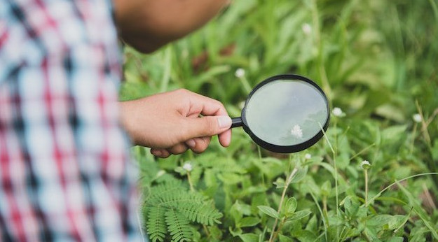 В горах Сочи обнаружили редкий краснокнижный лютик Елены