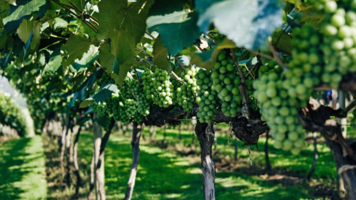 Убыток виноградного хозяйства кубанского депутата увеличился в 3 раза