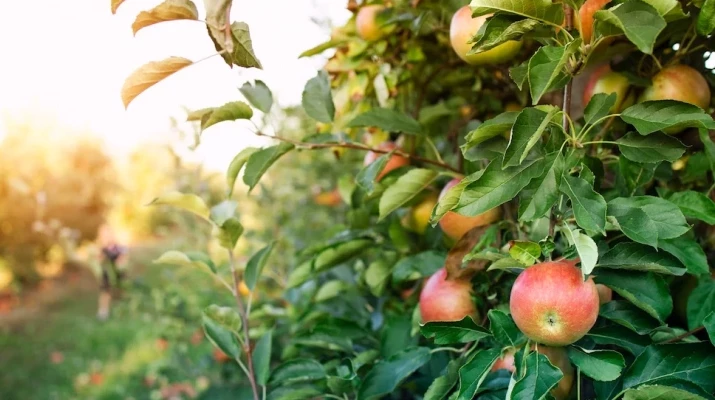 На Кубани в 2022 году ожидают снижение урожая яблок из-за холодной весны