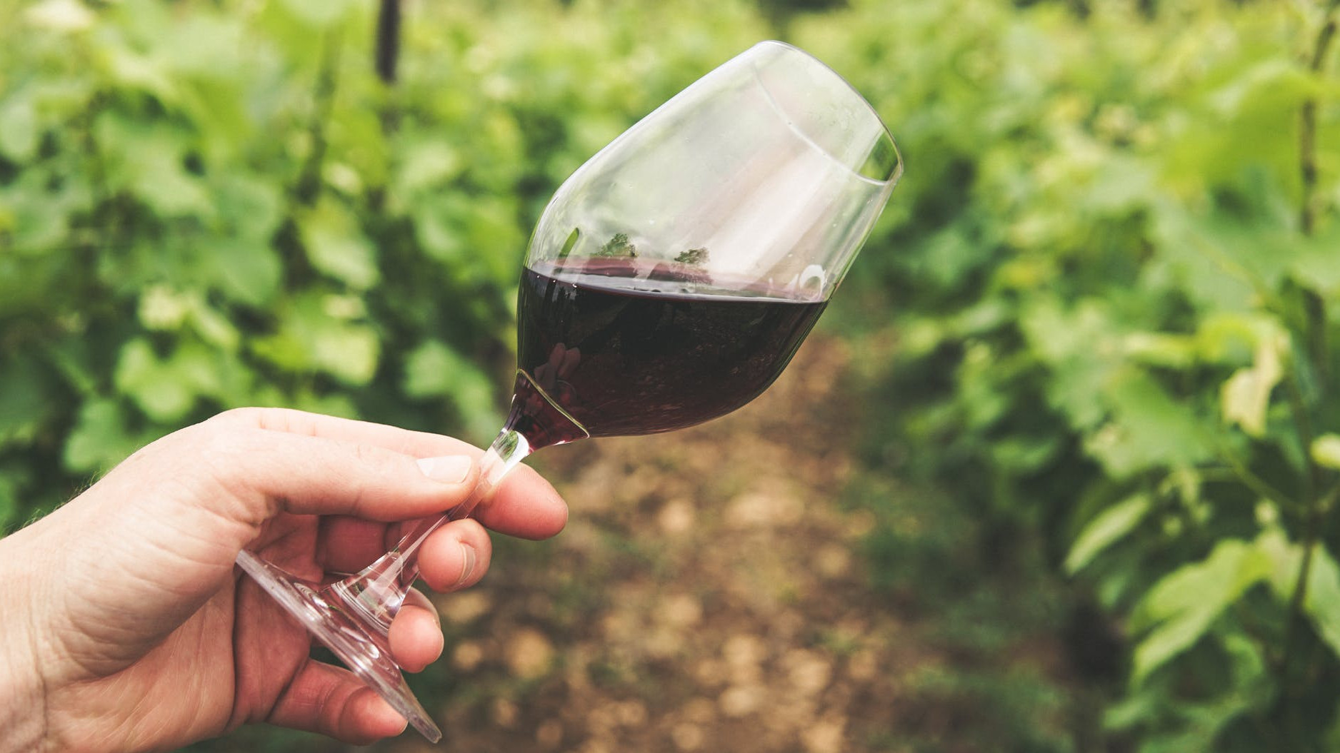Кубань на треть увеличила экспорт вина с начала 2021 года
