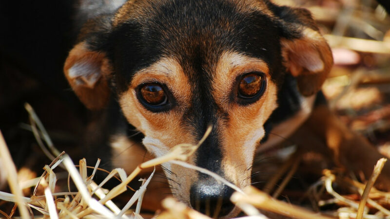 В Краснодаре проект приюта для животных подготовят к концу сентября 2021 года