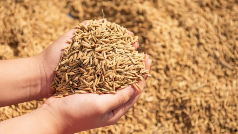 Хватит ли на всех: что происходит с мощностями для хранения зерна на Юге