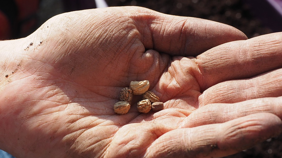 На Кубани в 2021 году на закупку элитных семян направят 126 млн рублей