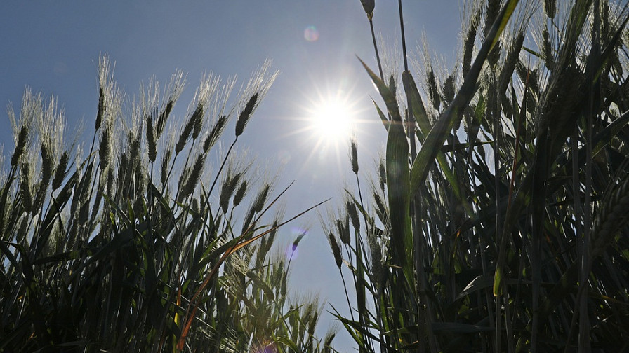 На Кубани в 2022 году рассчитывают собрать около 12 млн тонн зерна