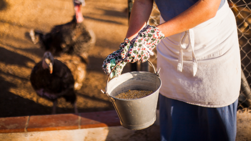 Свое производство: как фермер из Краснодара занялась выпуском комбикорма