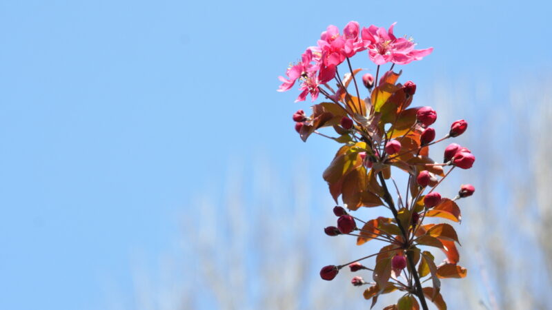 Весна в Краснодаре: пробуждение города