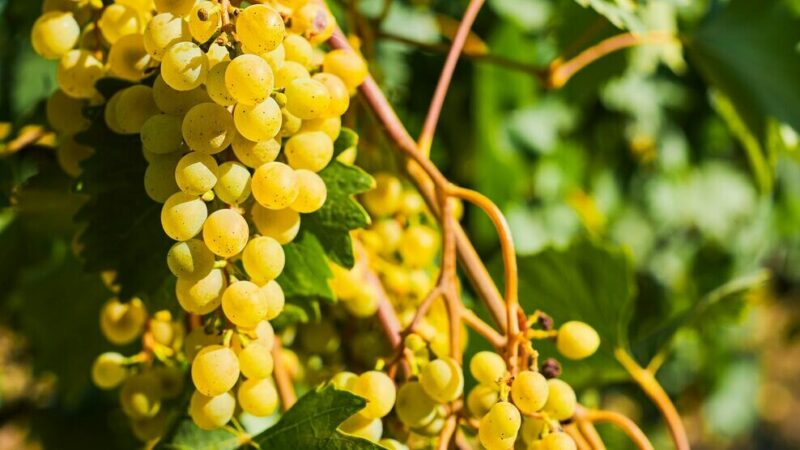 На Дону производство игристых вин в 2023 году сократилось в два раза