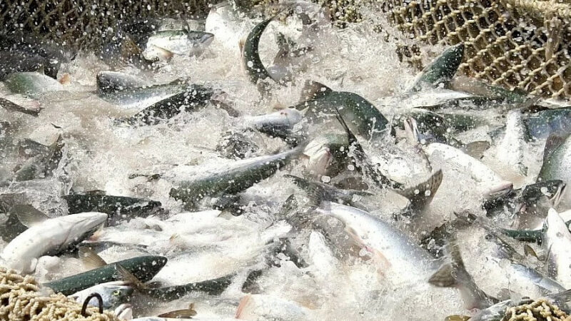 Власти Кубани увеличат поддержку рыбохозяйственного комплекса в 2 раза