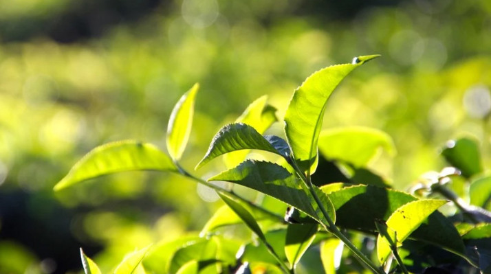 В Сочи в сельхозоборот планируют вовлечь 900 гектаров чаепригодных земель