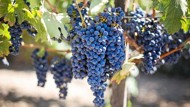 На Кубани в 2021 году на поддержку виноградарства направят 614 млн рублей