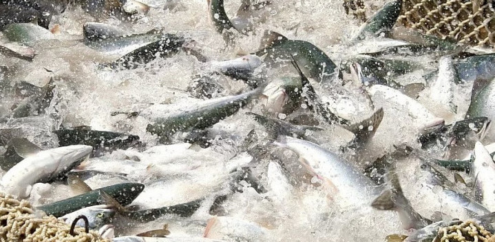Поддержку рыбохозяйственного комплекса на Кубани в 2023 году сохранили на уровне прошлого года