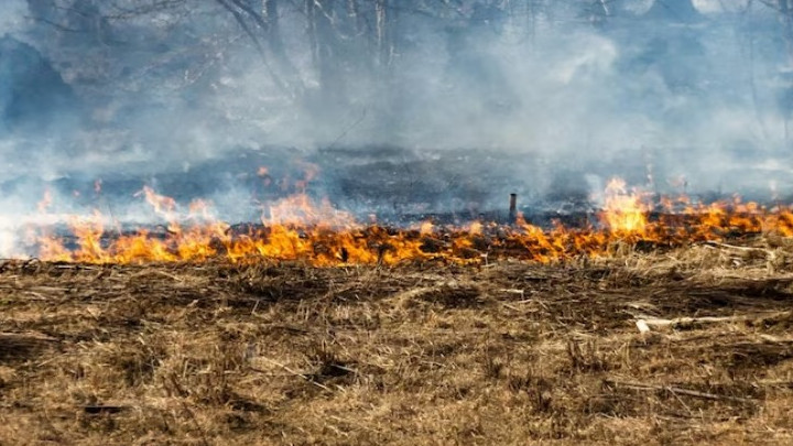 Авиалесоохрана назвала причину лесного пожара в Геленджике