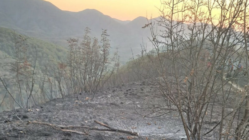 В Геленджике пожар в лесничестве на площади 12 га ликвидировали