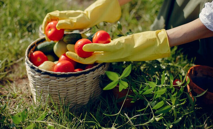 На Кубани в 2022 году собрали рекордный урожай продукции садоводства