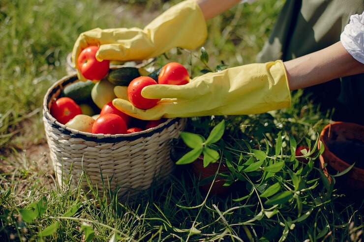 На Кубани в 2022 году собрали рекордный урожай продукции садоводства