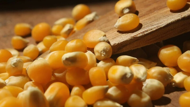 Французская RAGT купит 49% краснодарского поставщика семян