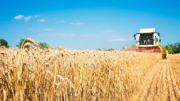 Эксперты рассказали, скажется ли непогода в начале лета в ЮФО на урожае зерновых