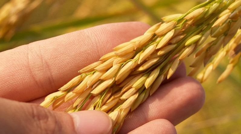 На Кубани площадь сева риса из-за аварии на гидроузле сократили на 28%