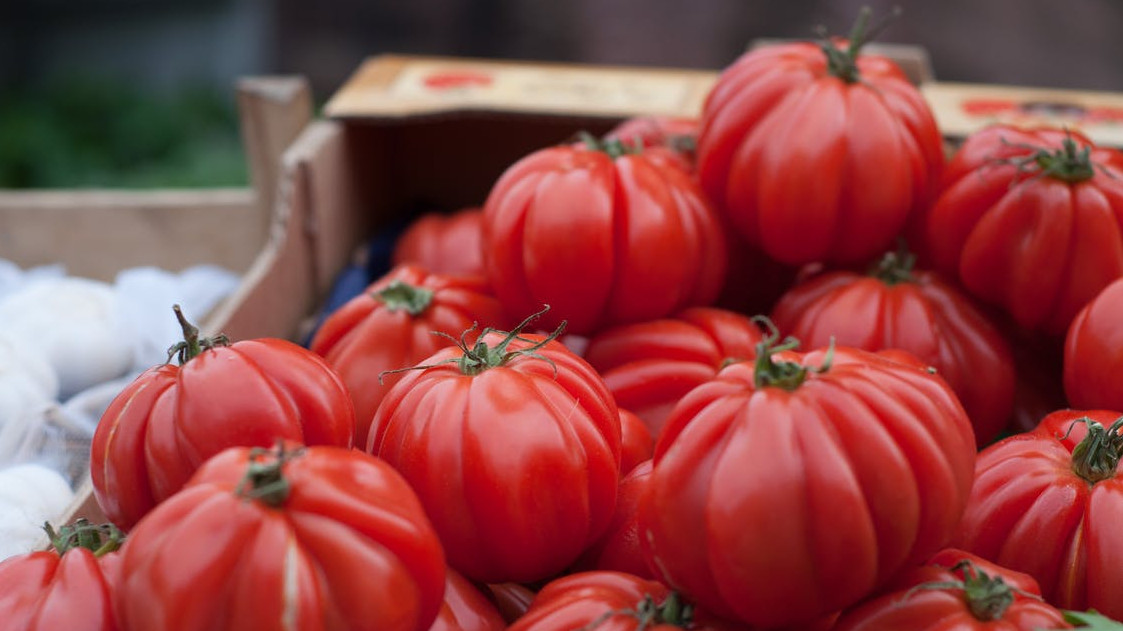 В Краснодаре с начала 2022 года собрали более 5 тыс. тонн тепличных огурцов и томатов