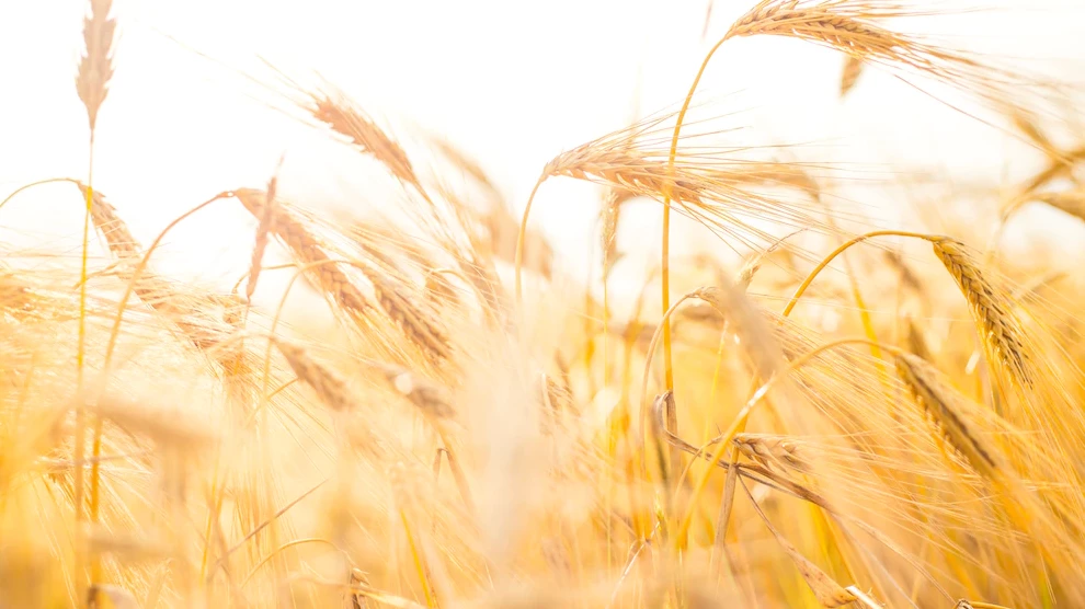 На Кубани урожайность пшеницы в 2022 году выросла на 6,3%