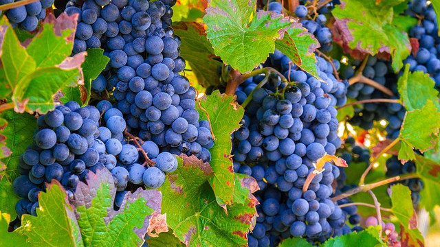 На Кубани в 2021 году собрали 203 тыс. тонн винограда