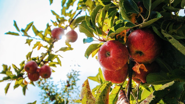 На Кубани в 2021 году урожай фруктов и ягод вырос на 33%